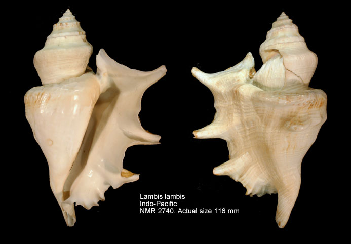Lambis lambis (freak).jpg - Lambis lambis(Linnaeus,1758)